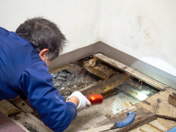 Best Toxic Mold Removal  in Ridgely, MD