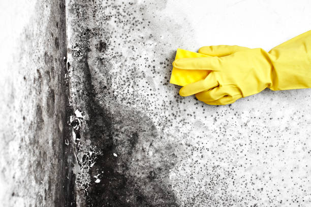 Best Professional Mold Removal  in Ridgely, MD