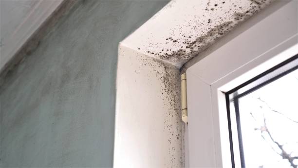 Best Crawl Space Mold Removal  in Ridgely, MD