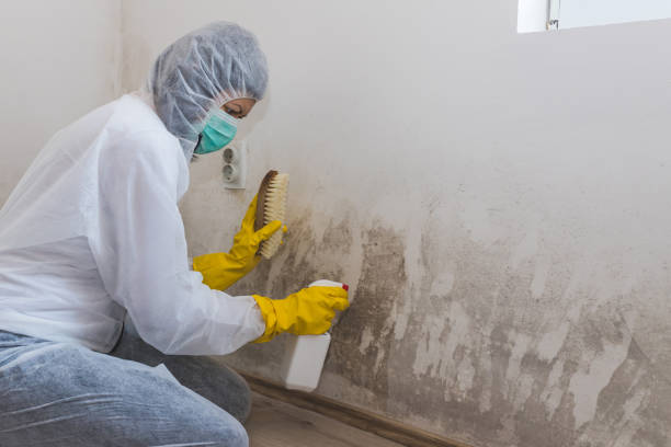 Best Mold Testing  in Ridgely, MD