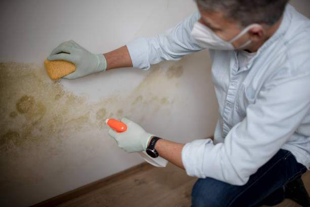 Best Office Mold Removal Services  in Ridgely, MD