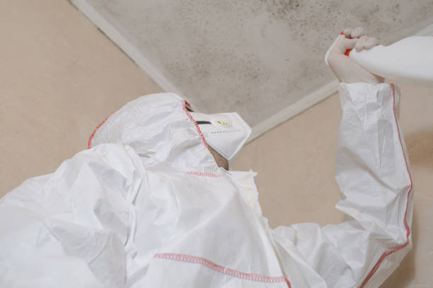 Best Best Mold Removal Companies  in Ridgely, MD